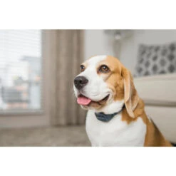 PetSafe ANTI ABOIEMENT SONORE RECHARGEABLE -Équipement De Chasse anti aboiement sonore rechargeable 6